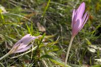 Colchicum autumnale