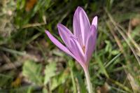 Colchicum autumnale