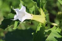 Datura stramonium
