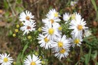 Symphyotrichum lanceolatum