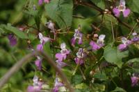 Impatiens balfourii