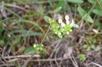 Stachys recta