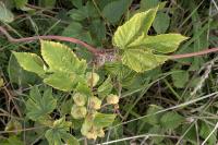 Humulus lupulus