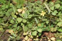 Oxalis stricta
