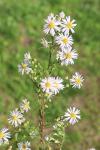 Symphyotrichum lanceolatum