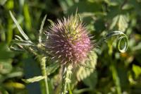 Dipsacus fullonum
