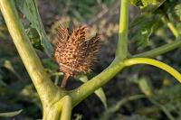 Datura stramonium