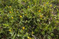 Calendula arvensis