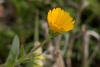 Calendula arvensis
