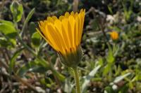 Calendula arvensis