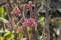 Persicaria maculosa