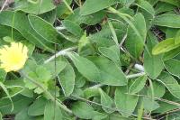 Pilosella officinarum