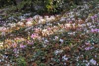 Cyclamen hederifolium