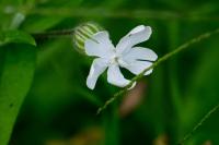 Silene latifolia