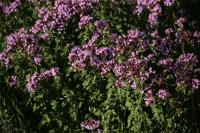 Origanum vulgare
