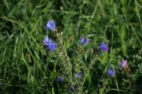 Echium vulgare