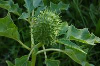 Datura stramonium