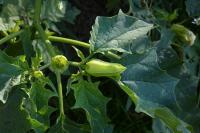 Datura stramonium