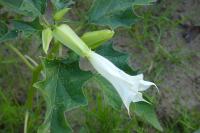 Datura stramonium