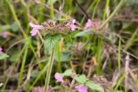 Clinopodium vulgare