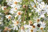 Symphyotrichum lanceolatum