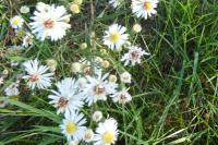 Symphyotrichum lanceolatum