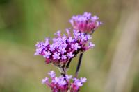 Verbena bonariensis