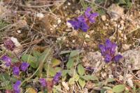 Prunella grandiflora