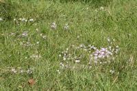 Cyclamen hederifolium