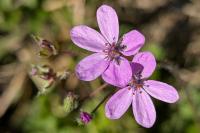 Erodium cicutarium