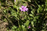Erodium cicutarium