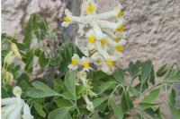 Pseudo-fumaria alba
