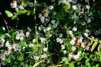 Symphyotrichum
