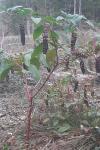 Phytolacca americana