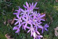 Colchicum autumnale