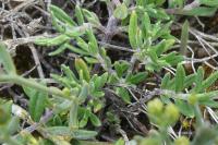 Thesium humifusum subsp. humifusum