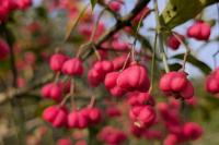 Euonymus europaeus