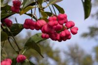 Euonymus europaeus