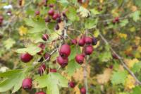 Crataegus monogyna