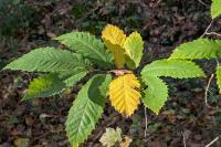 Castanea sativa