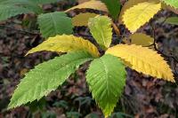 Castanea sativa