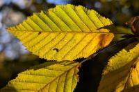 Carpinus betulus