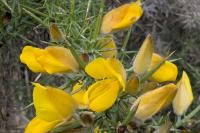 Ulex europaeus