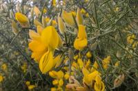 Ulex europaeus