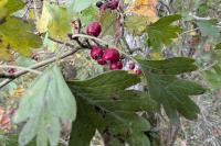 Crataegus monogyna