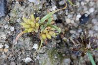 Cyperus michelianus
