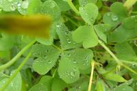 Oxalis