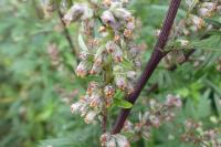 Artemisia vulgaris