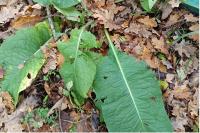 Symphytum officinale