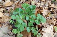 Geum urbanum